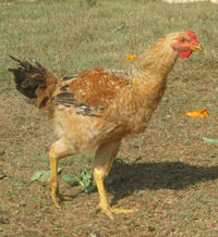 Immagine della gallina Coscialunga