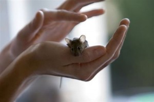Immagine di un piccolo topo salvato dalla Sperimentazione Animale