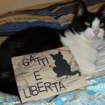 Foto della gatta Micia con la bibbia dell'anarchia felina della Troglodita Tribe